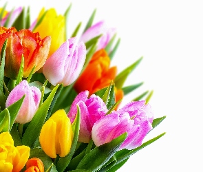 Kwiaty, Bukiet, Tło, Tulipany, Białe, Kolorowe