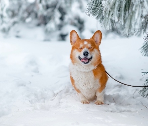 Zima, Drzewa, Welsh corgi pembroke, Las