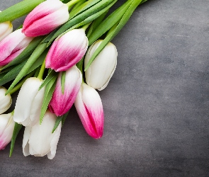 Biało-różowe, Tulipany