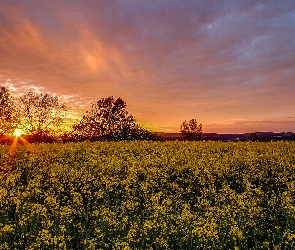 Pole, Chmury, Drzewa, Zachód słońca, Kwiaty