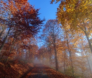 Drzewa, Mgła, Jesień, Droga
