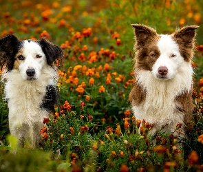 Kundelek, Kwiaty, Łąka, Border collie, Psy