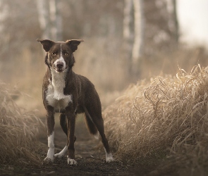 Pies, Trawa, Ścieżka, Border collie