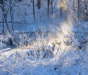 Przebijające, Śnieg, Las, Światło, Rośliny, Zima, Drzewa