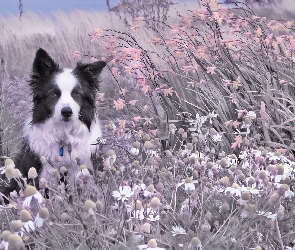 Pies, Border collie, Trawy, Kwiaty, Rośliny, Łąka