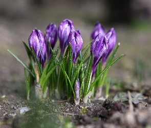 Fioletowe, Wiosna, Kępka, Krokusy