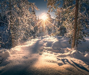 Zima, Śnieg, Las, Promienie słońca, Drzewa