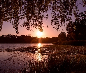 Jezioro, Trawa, Gałęzie, Drzewa, Zachód słońca