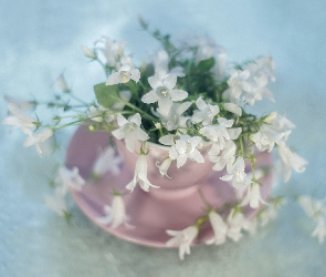 Kwiaty, Białe, Dzwonek dalmatyński, Campanula