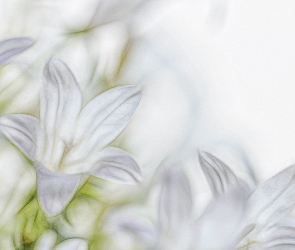 Campanula, Fractalius, Dzwonki