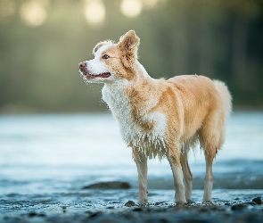 Pies, Tło, Woda, Rozmyte, Border collie