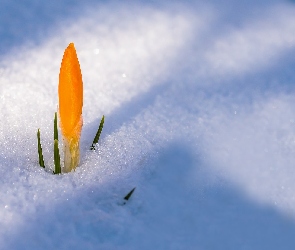 Śnieg, Kwiat, Żółty, Krokus