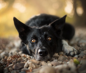 Pies, Kamienie, Mordka, Border collie, Leżący