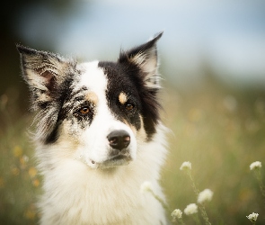 Border collie, Kwiaty, Łąka, Mordka, Pies