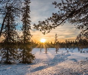 Zima, Drzewa, Śnieg, Las, Polana, Wschód słońca