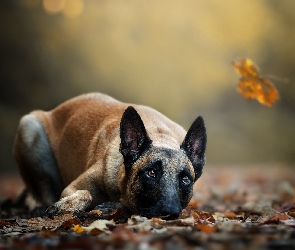 Leżący, Liście, Owczarek belgijski Malinois, Pies