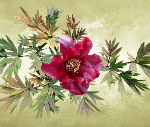 Kwiat, Grafika 2D, Liście, Piwonia