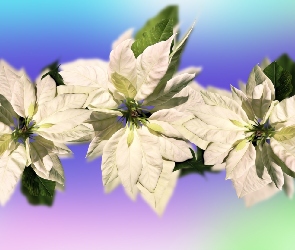Kwiaty, Gwiazda betlejemska, Poinsecja