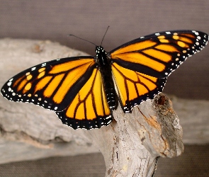 Czarny, Motyl, Żółto