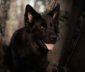 Pies, Czarny owczarek niemiecki, Rośliny, Język, Drzewa, Mordka