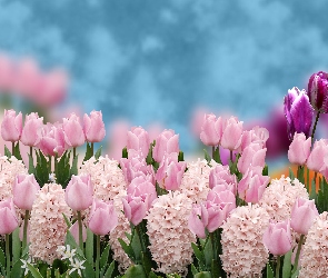 Kwiaty, Hiacynty, Tulipany