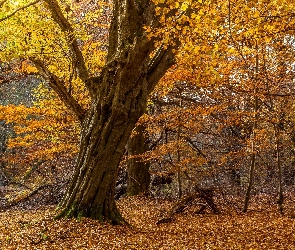 Drzewo, Las, Jesień