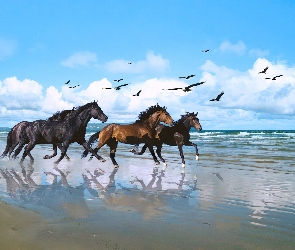 Plaża, Ptaki, Konie, Galop