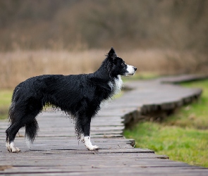 Pies, Kładka, Border collie