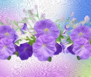 Kwiaty, Grafika, Petunia ogrodowa