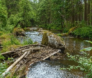 Las, Rzeka, Rośliny, Drzewa, Konary, Gałęzie, Kamienie