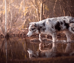 Krzewy, Woda, Pies, Border collie