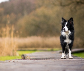 Pies, Kładka, Border collie, Biało-czarny