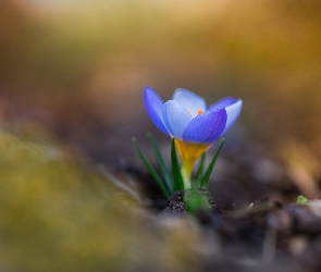 Rozmyte tło, Krokus