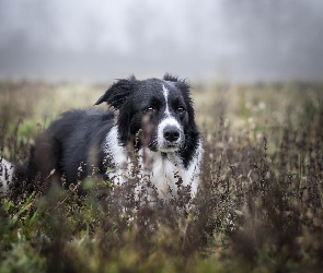 Pies, Rośliny, Biało-czarny, Border collie