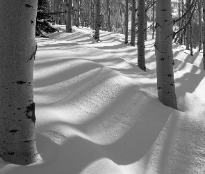 Zima, Las, Drzewa, Topole osikowe, Śnieg
