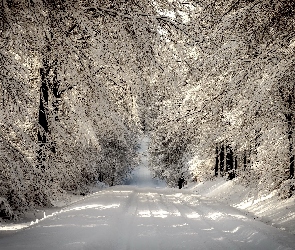 Droga, Las, Drzewa, Ośnieżone, Zima