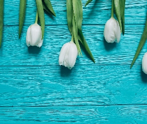 Kwiaty, Deski, Tulipany, Niebieskie, Białe