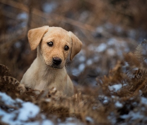 Śnieg, Paproć, Labrador retriever, Szczeniak, Suche, Liście