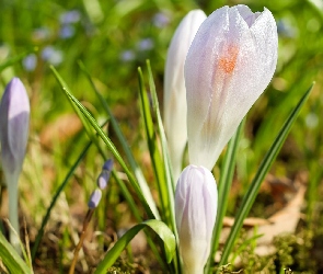 Trawa, Krokusy, Kwiaty, Białe