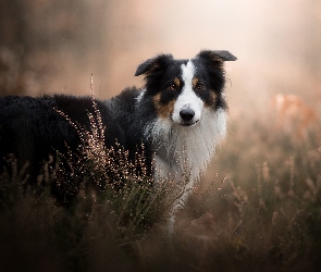 Pies, Tło, Wrzosy, Rozmyte, Border collie