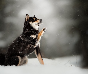Pies, Tło, Śnieg, Rozmyte, Shiba inu