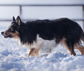 Pies, Śnieg, Border collie