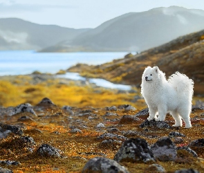 Kamienie, Jezioro, Pies, Biały, Samojed, Góry