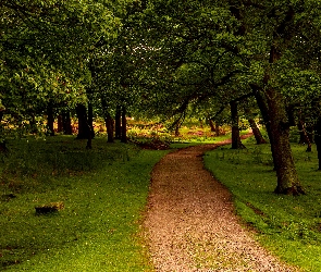 Droga, Park, Drzewa