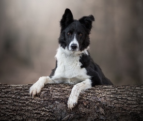 Drzewo, Mordka, Pies, Border collie