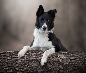 Pies, Drzewo, Mordka, Border collie