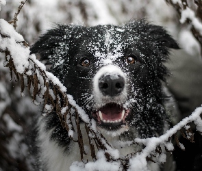 Pies, Śnieg, Mordka, Gałązki, Border collie