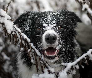 Border collie, Śnieg, Gałązki, Mordka, Pies