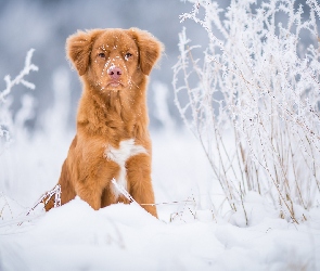 Rośliny, Śnieg, Pies, Retriever z Nowej Szkocji