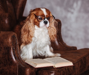 Cavalier King Charles spaniel, Książka, Fotel, Okulary, Pies